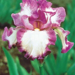 Collection De 6 Iris Remontants Autumn Encoree Et Lovely Again 8 Collection De 6 Iris Remontants Autumn Encoree Et Lovely Again -France Fournitures De Jardin Soldes 2024 104016 2