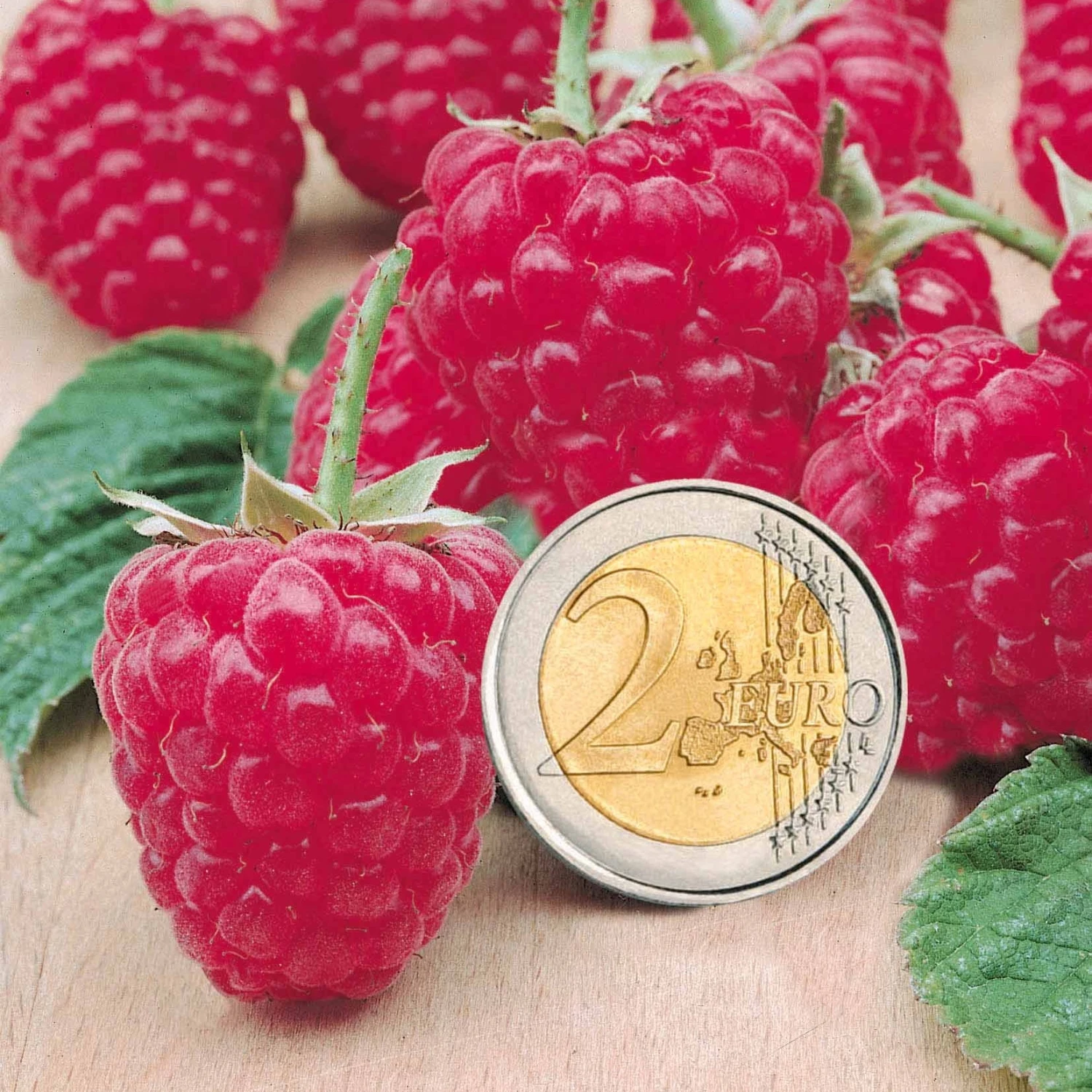 Collection De 9 Fruitiers à Fruits Rouges 9 Collection De 9 Fruitiers à Fruits Rouges – Image 7