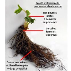 Collection De 9 Fruitiers à Fruits Rouges 18 Collection De 9 Fruitiers à Fruits Rouges -France Fournitures De Jardin Soldes 2024 104031 9