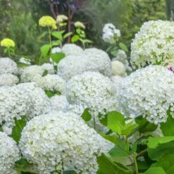 Collection D'Hortensias Pour Massifs Et Haies Fleuris - 3 Arbustes -France Fournitures De Jardin Soldes 2024 104032 2