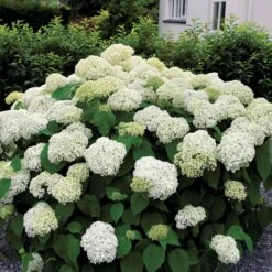 Collection D'Hortensias Pour Massifs Et Haies Fleuris - 3 Arbustes -France Fournitures De Jardin Soldes 2024 104032 3