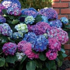 Collection D'Hortensias Pour Massifs Et Haies Fleuris - 3 Arbustes -France Fournitures De Jardin Soldes 2024 104032 5