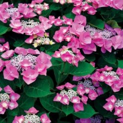 Collection D'Hortensias Pour Massifs Et Haies Fleuris - 3 Arbustes -France Fournitures De Jardin Soldes 2024 104032 7