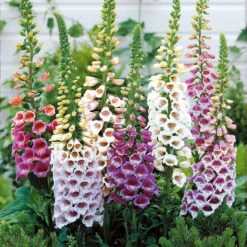 Collection De 9 Plantes Vivaces Pour La Mi-ombre 13 Collection De 9 Plantes Vivaces Pour La Mi-ombre -France Fournitures De Jardin Soldes 2024 104034 6