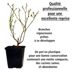 Collection De 4 Arbustes à Fruits Vitaminés 19 Collection De 4 Arbustes à Fruits Vitaminés -France Fournitures De Jardin Soldes 2024 104035 1