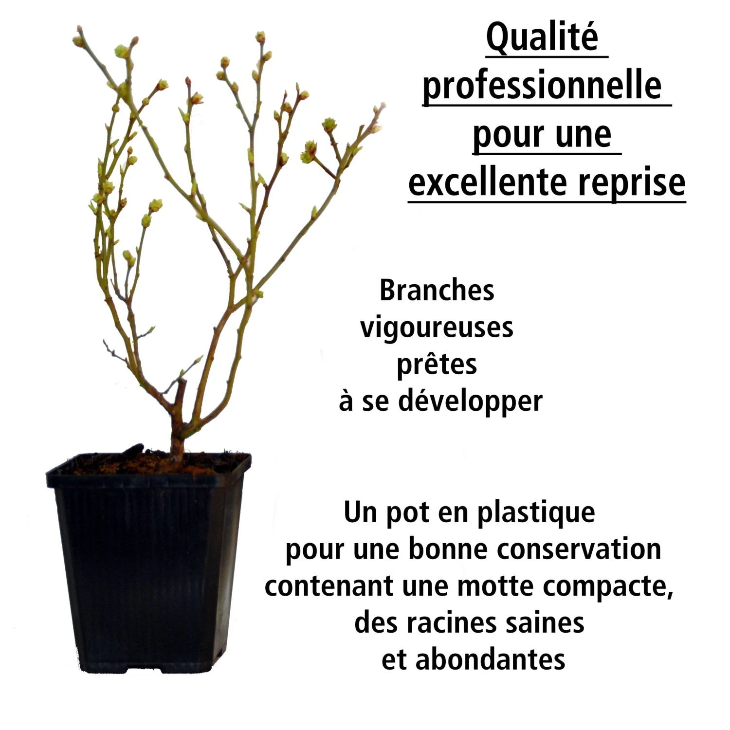 Collection De 4 Arbustes à Fruits Vitaminés 11 Collection De 4 Arbustes à Fruits Vitaminés – Image 9
