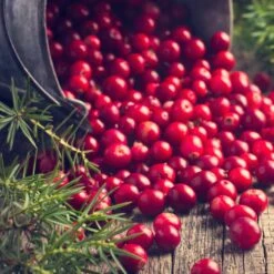 Collection De 4 Arbustes à Fruits Vitaminés 17 Collection De 4 Arbustes à Fruits Vitaminés -France Fournitures De Jardin Soldes 2024 104035 7