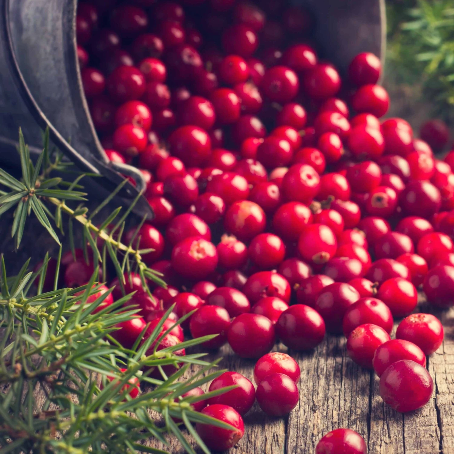 Collection De 4 Arbustes à Fruits Vitaminés 9 Collection De 4 Arbustes à Fruits Vitaminés – Image 7