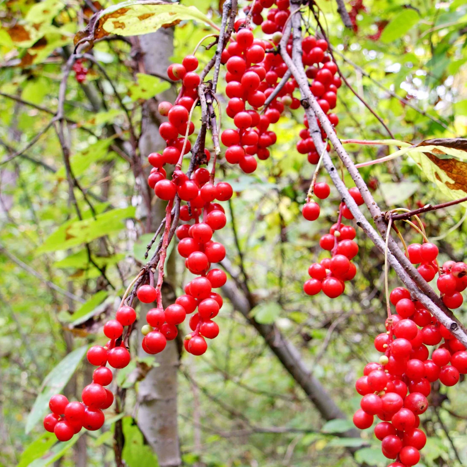 Collection De 4 Arbustes à Fruits Vitaminés 10 Collection De 4 Arbustes à Fruits Vitaminés – Image 8