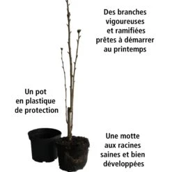 Collection De 3 Arbustes Pour Jardin Japonais 17 Collection De 3 Arbustes Pour Jardin Japonais -France Fournitures De Jardin Soldes 2024 104036 6 1706102429918