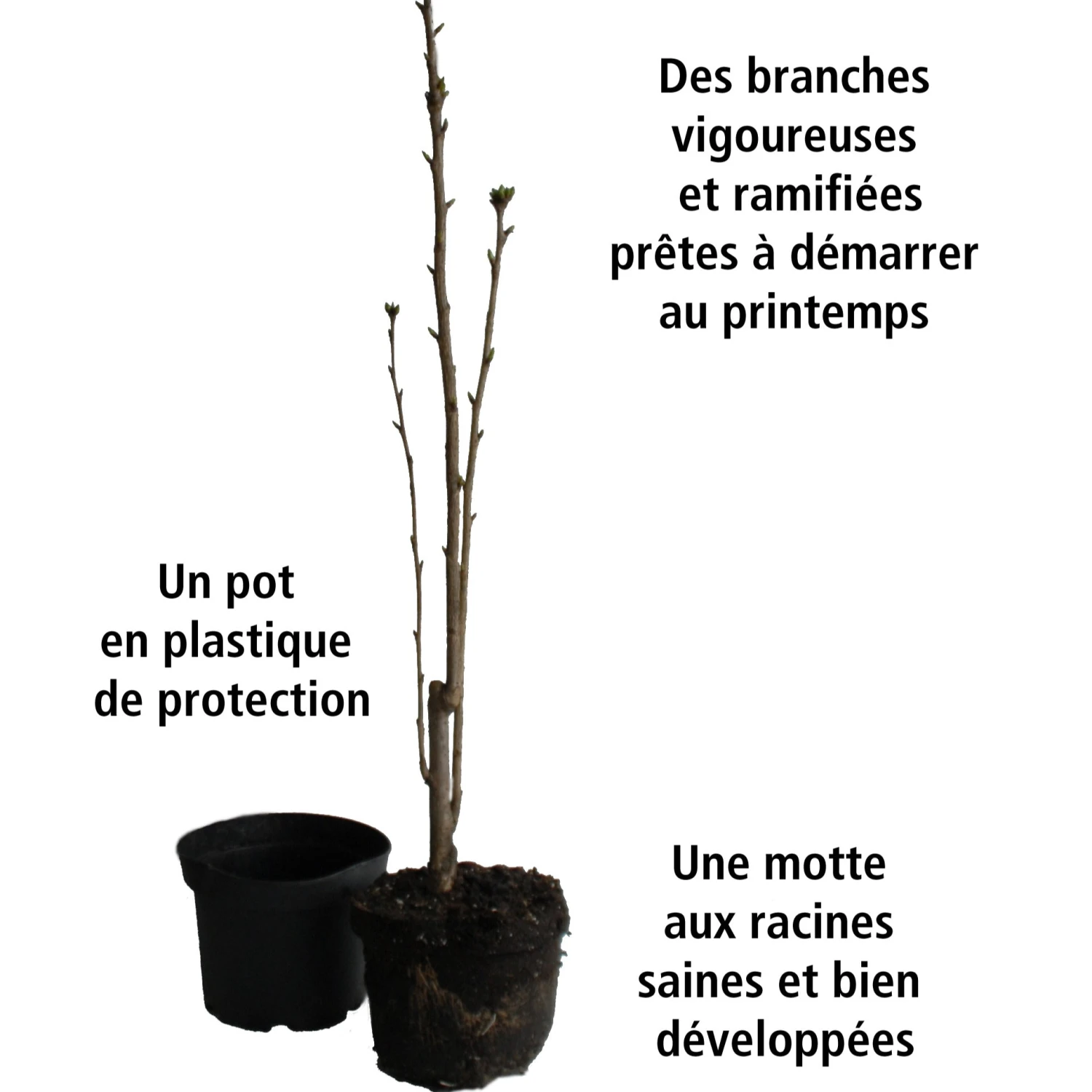 Collection De 3 Arbustes Pour Jardin Japonais 9 Collection De 3 Arbustes Pour Jardin Japonais – Image 7