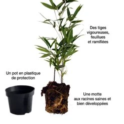 Collection De 3 Arbustes Pour Jardin Japonais 18 Collection De 3 Arbustes Pour Jardin Japonais -France Fournitures De Jardin Soldes 2024 104036 7 1706102433416