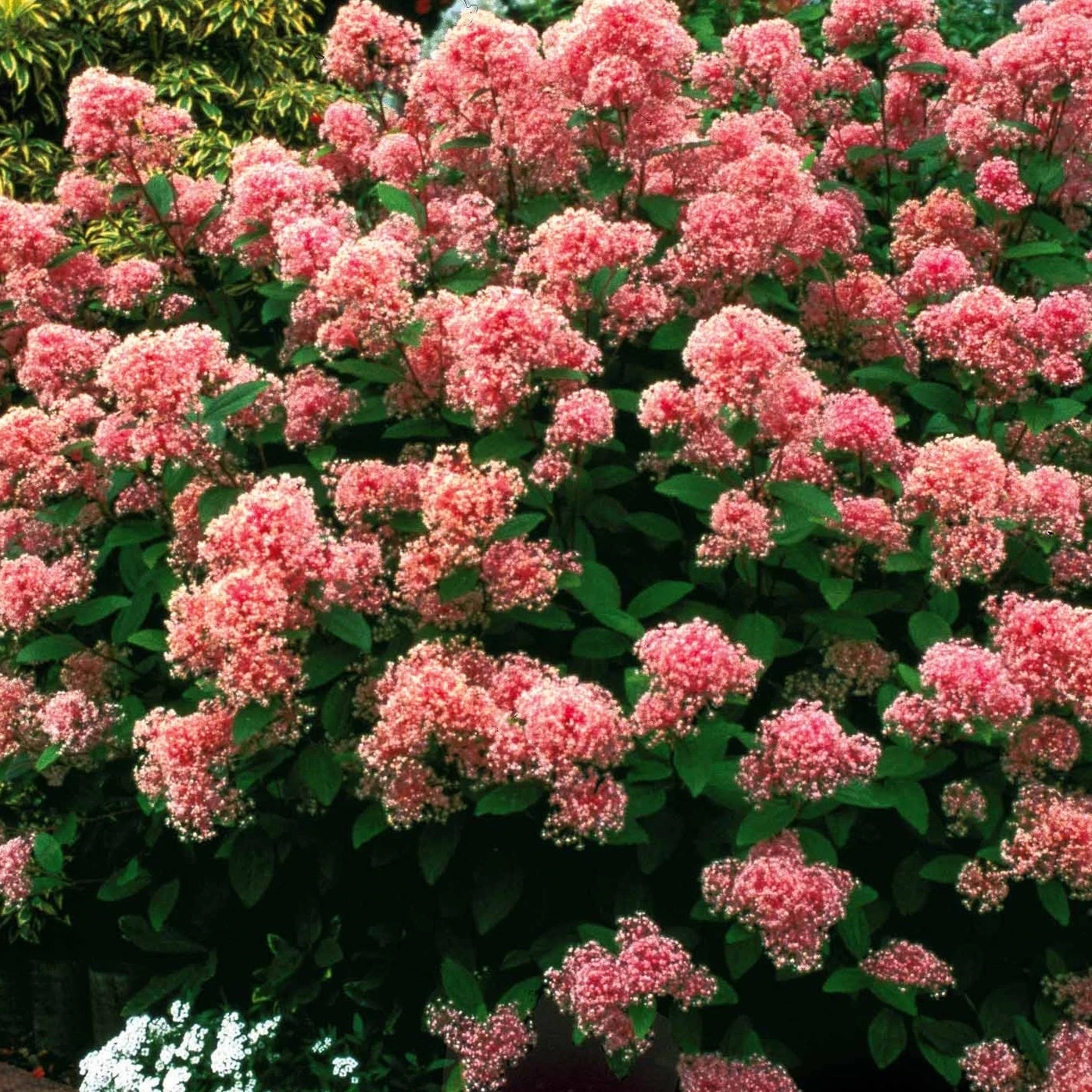 Collection De 2 Céanothes 7 Collection De 2 Céanothes – Image 5