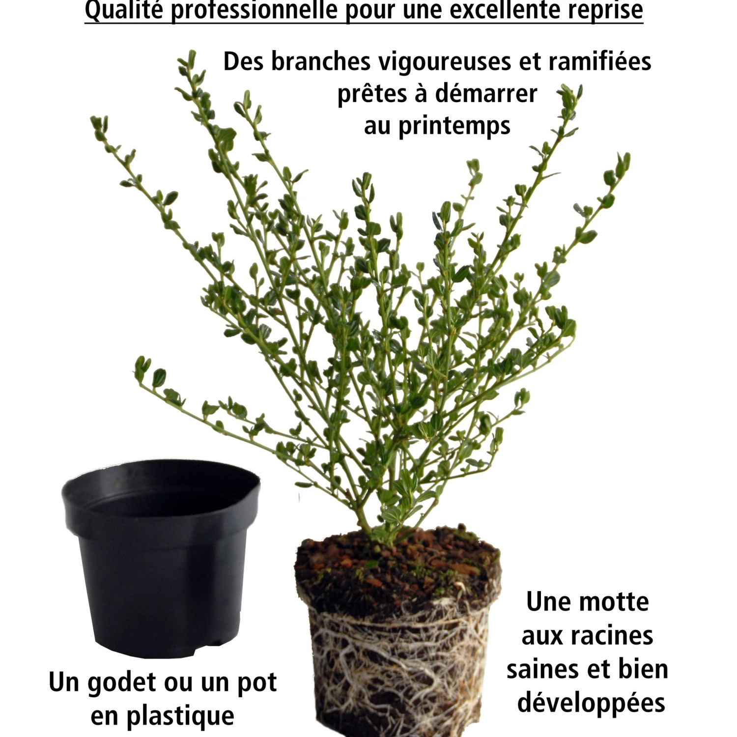 Collection De 2 Céanothes 8 Collection De 2 Céanothes – Image 6