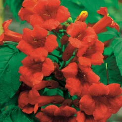 Collection De Bignone Et Chèvrefeuille -France Fournitures De Jardin Soldes 2024 104041 2