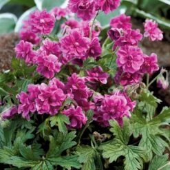 Collection De 6 Géraniums Vivaces à Fleurs Doubles 10 Collection De 6 Géraniums Vivaces à Fleurs Doubles -France Fournitures De Jardin Soldes 2024 104042 4