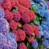 Collection De 4 Hortensias Rouges Et Bleus 1 Collection De 4 Hortensias Rouges Et Bleus -France Fournitures De Jardin Soldes 2024 104056 1