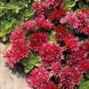 Sedum Spurium Fuldaglut 2 Sedum Spurium Fuldaglut -France Fournitures De Jardin Soldes 2024 104501 1 1700230114063
