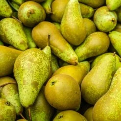 Collection De Poiriers : Conférence, Williams, Doyenne Du Comice 7 Collection De Poiriers : Conférence, Williams, Doyenne Du Comice -France Fournitures De Jardin Soldes 2024 104649 1