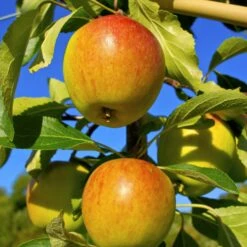 Collection De Pommiers : Reine De Reinettes, Cox's, Golden Delicious -France Fournitures De Jardin Soldes 2024 104652 1