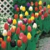 50 Tulipes à Longues Tiges En Mélange 2 50 Tulipes à Longues Tiges En Mélange -France Fournitures De Jardin Soldes 2024 104949 1 1700233043221