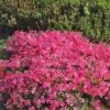 3 Phlox Mousse Roses 2 3 Phlox Mousse Roses -France Fournitures De Jardin Soldes 2024 106766 1