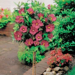 Hibiscus De Jardin Sur Tige 7 Hibiscus De Jardin Sur Tige -France Fournitures De Jardin Soldes 2024 112233 1 1700232608990
