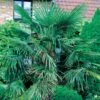 Palmier De Jardin 2 Palmier De Jardin -France Fournitures De Jardin Soldes 2024 112261 4 1699620596268