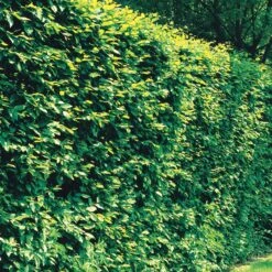 Haie De 10 Charmes -France Fournitures De Jardin Soldes 2024 112263 7