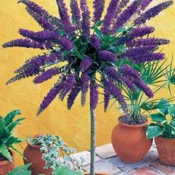 Arbre Aux Papillons Empire Blue Sur Tige