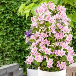 Collection De 3 Grimpantes : Chèvrefeuille, Clématite, Vigne Vierge 8 Collection De 3 Grimpantes : Chèvrefeuille, Clématite, Vigne Vierge -France Fournitures De Jardin Soldes 2024 12152 00 BAKIE 5173e1a0 aeb7 43b4 aa32 9af48e683088 1704898652474