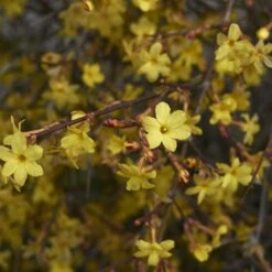 Jasmin D'hiver 16 Jasmin D'hiver -France Fournitures De Jardin Soldes 2024 25968 1