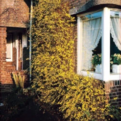 Jasmin D'hiver 15 Jasmin D'hiver -France Fournitures De Jardin Soldes 2024 25968 10