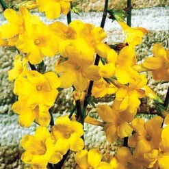 Jasmin D'hiver 12 Jasmin D'hiver -France Fournitures De Jardin Soldes 2024 25968 7