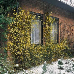 Jasmin D'hiver 13 Jasmin D'hiver -France Fournitures De Jardin Soldes 2024 25968 8