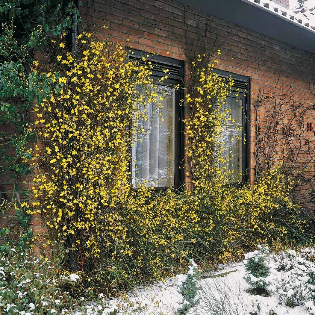 Jasmin D'hiver 6 Jasmin D'hiver – Image 4