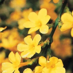 Jasmin D'hiver 14 Jasmin D'hiver -France Fournitures De Jardin Soldes 2024 25968 9