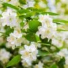 Seringat Virginal - Philadelphus 2 Seringat Virginal - Philadelphus -France Fournitures De Jardin Soldes 2024 26030 1