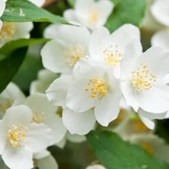 Seringat Virginal - Philadelphus -France Fournitures De Jardin Soldes 2024 26030 3 1699526013281
