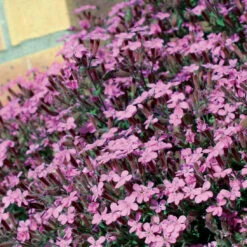 5 Saponaires Ocymoides 12 5 Saponaires Ocymoides -France Fournitures De Jardin Soldes 2024 26043 1