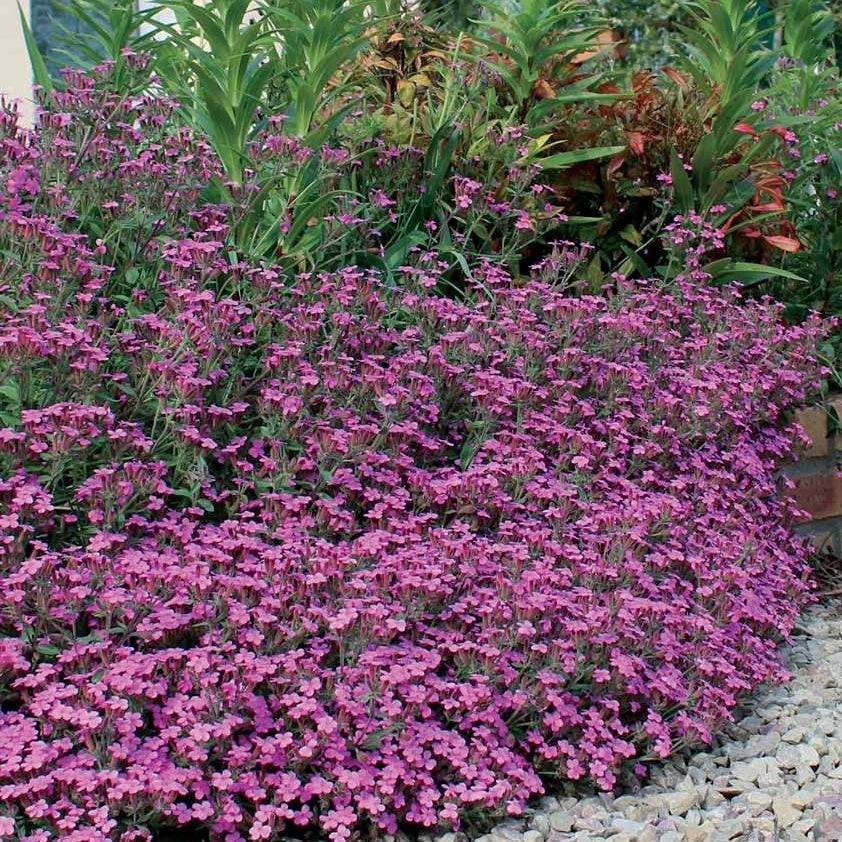 5 Saponaires Ocymoides 3 5 Saponaires Ocymoides