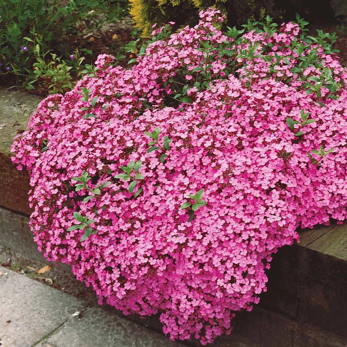 5 Saponaires Ocymoides 5 5 Saponaires Ocymoides – Image 3