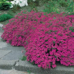 5 Saponaires Ocymoides 11 5 Saponaires Ocymoides -France Fournitures De Jardin Soldes 2024 26043 9