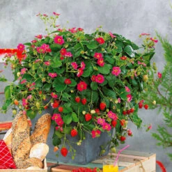 3 Fraisiers Remontants Ă Fleurs Roses Toscana