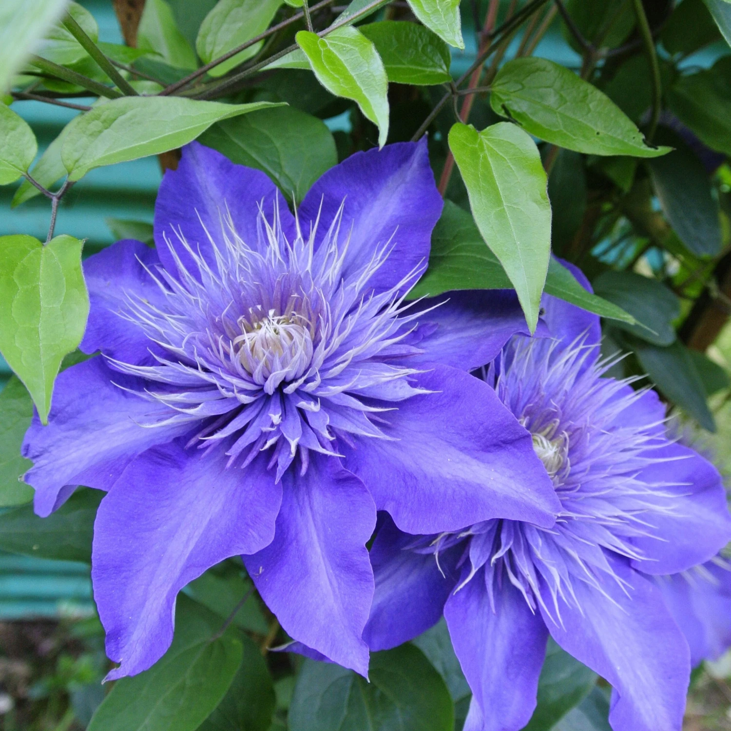 Clématite Multi Blue 5 Clématite Multi Blue – Image 3