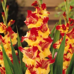 Collection De 50 Glaïeuls 13 Collection De 50 Glaïeuls -France Fournitures De Jardin Soldes 2024 37815 6