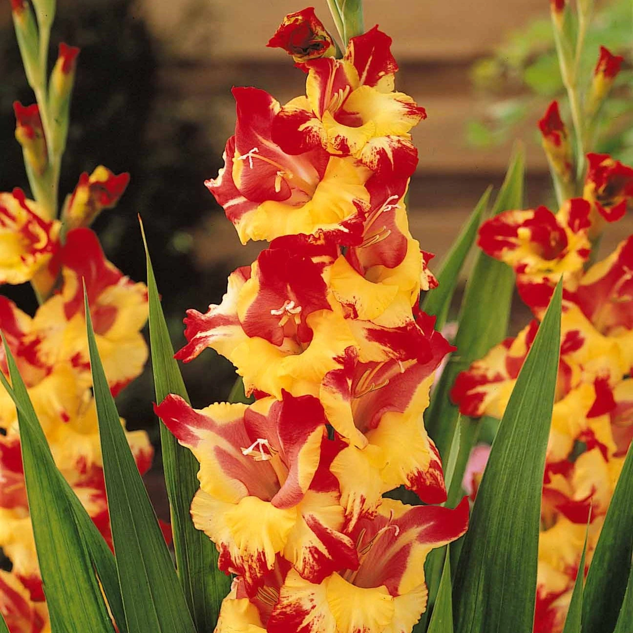 Collection De 50 Glaïeuls 7 Collection De 50 Glaïeuls – Image 5