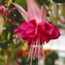 3 Fuchsias à Fleurs Géantes Bella Rosella