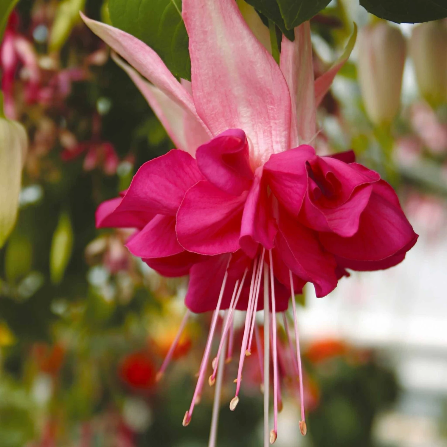 3 Fuchsias à Fleurs Géantes Bella Rosella 3 3 Fuchsias à Fleurs Géantes Bella Rosella
