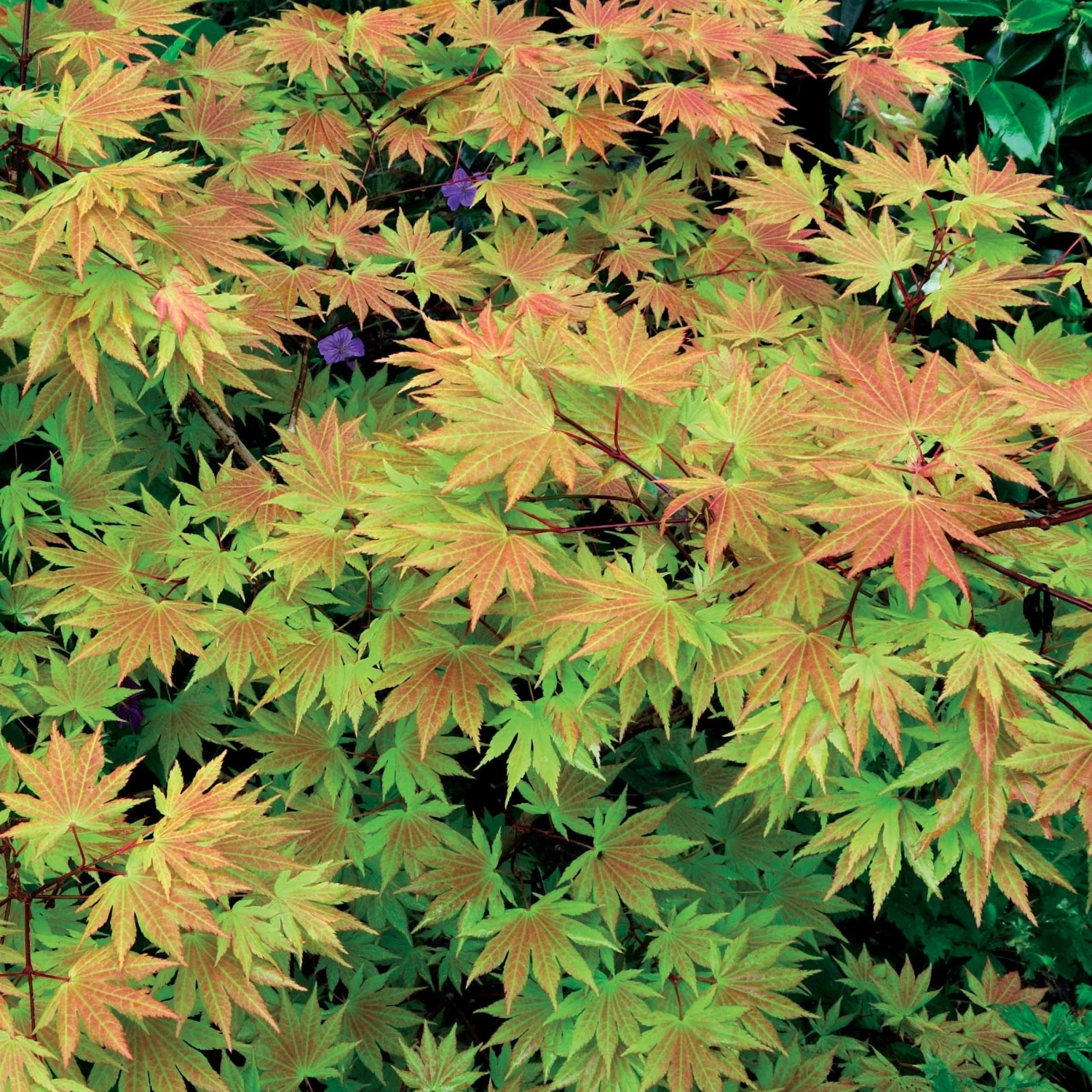 Erable Du Japon Rêve Orange 6 Erable Du Japon Rêve Orange – Image 4